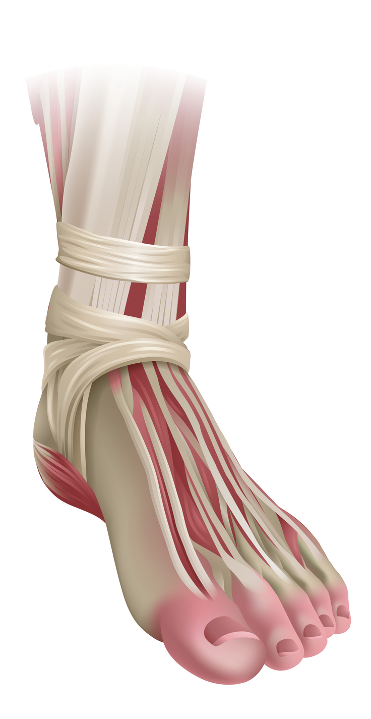 Foot Muscles Anatomy Medical Illustration